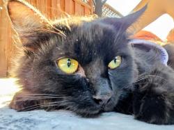 Lost Female Cat last seen Kittery Ave, San Ramon, CA 94583