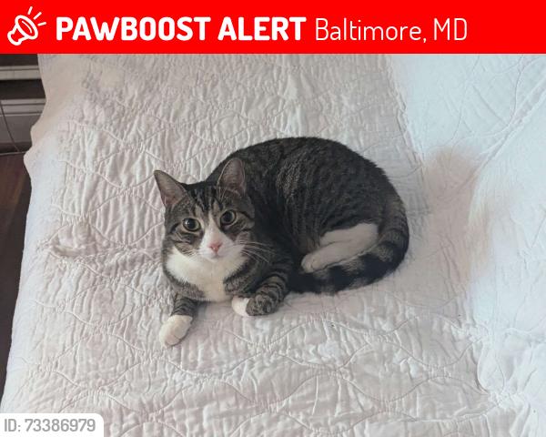 Lost Male Cat last seen front door of 2505 e fairmount ave, Baltimore, MD 21224