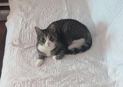 Lost Male Cat last seen front door of 2505 e fairmount ave, Baltimore, MD 21224