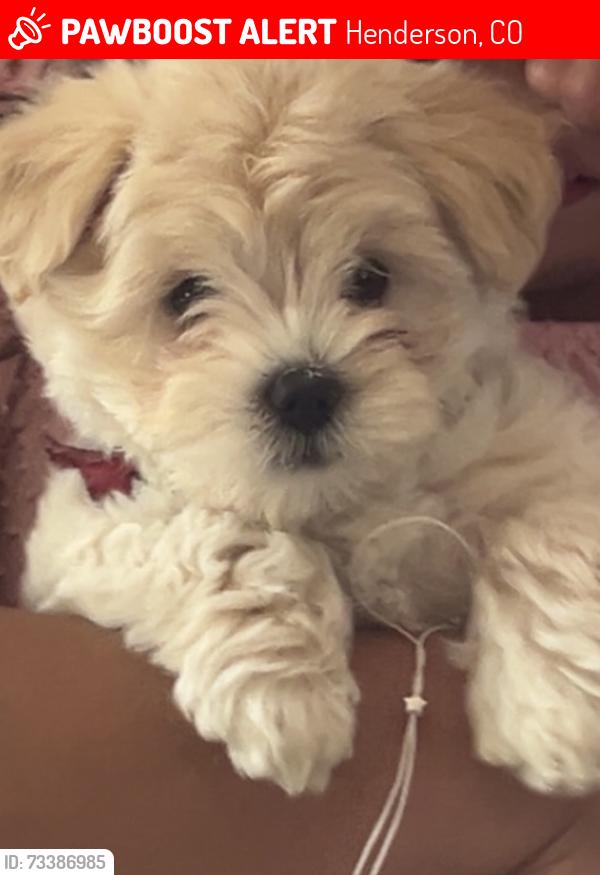 Lost Female Dog last seen Kiowa st, Henderson, CO 80640