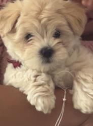 Lost Female Dog last seen Kiowa st, Henderson, CO 80640
