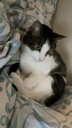 Lost Male Cat last seen SE 12th Ave, Deerfield Beach, FL 33441