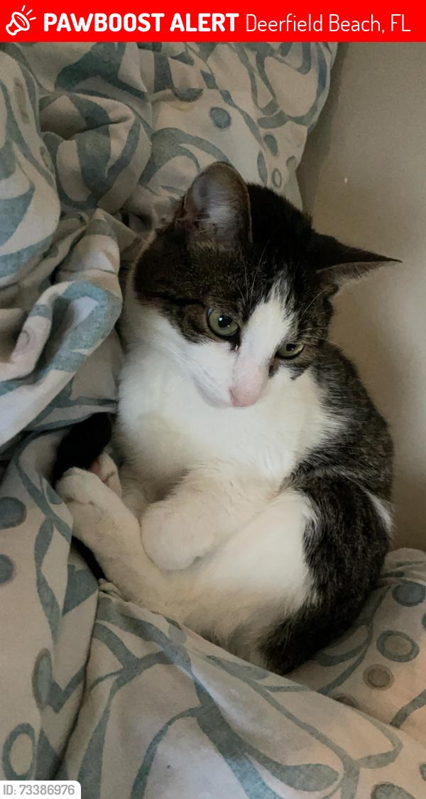 Lost Male Cat last seen SE 12th Ave, Deerfield Beach, FL 33441