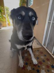 Reunited Female Dog last seen Linda Vista Rd & Ulric St, San Diego, CA 92111
