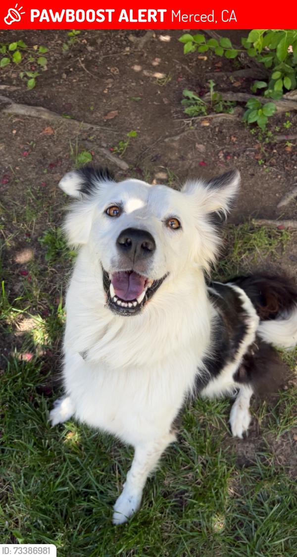 Lost Female Dog last seen G st, Merced, CA 95348