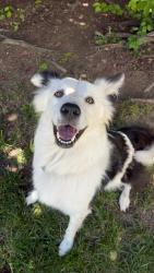 Lost Female Dog last seen G st, Merced, CA 95348