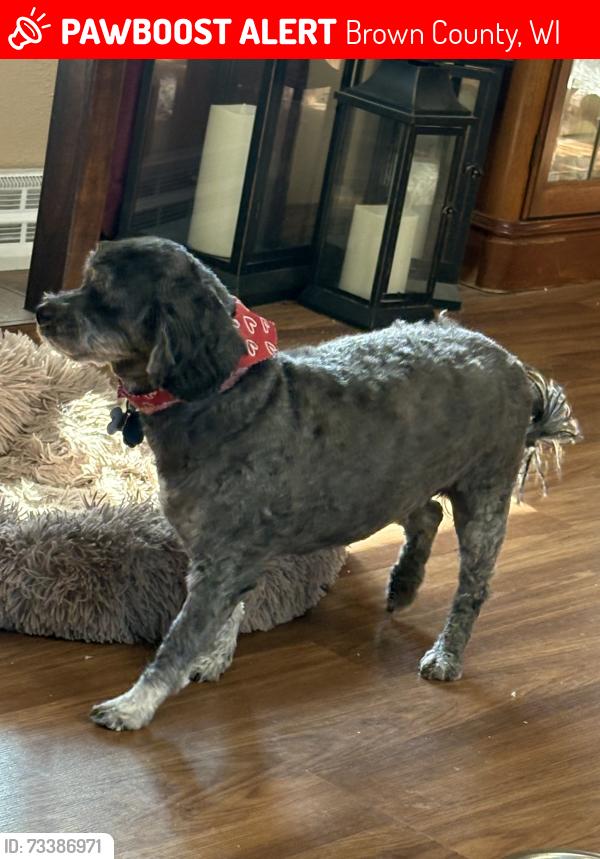 Lost Female Dog last seen New Franken on Church Rd, Brown County, WI 54311