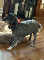 Lost Female Dog last seen New Franken on Church Rd, Brown County, WI 54311