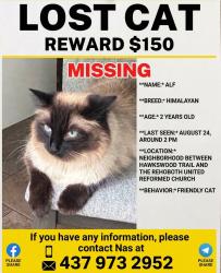Lost Male Cat last seen Upper Paradise/ Rymal Rd W / Glancaster Rd, Hamilton, ON 