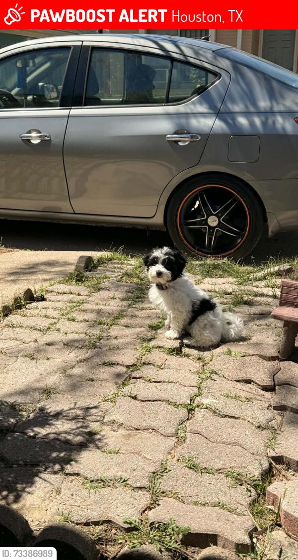Lost Female Dog last seen North main, Houston, TX 77022