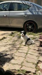 Lost Female Dog last seen North main, Houston, TX 77022