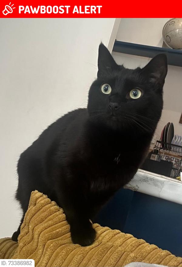 Lost Male Cat last seen China Town, Merseyside, England 