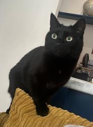 Lost Male Cat last seen China Town, Merseyside, England 