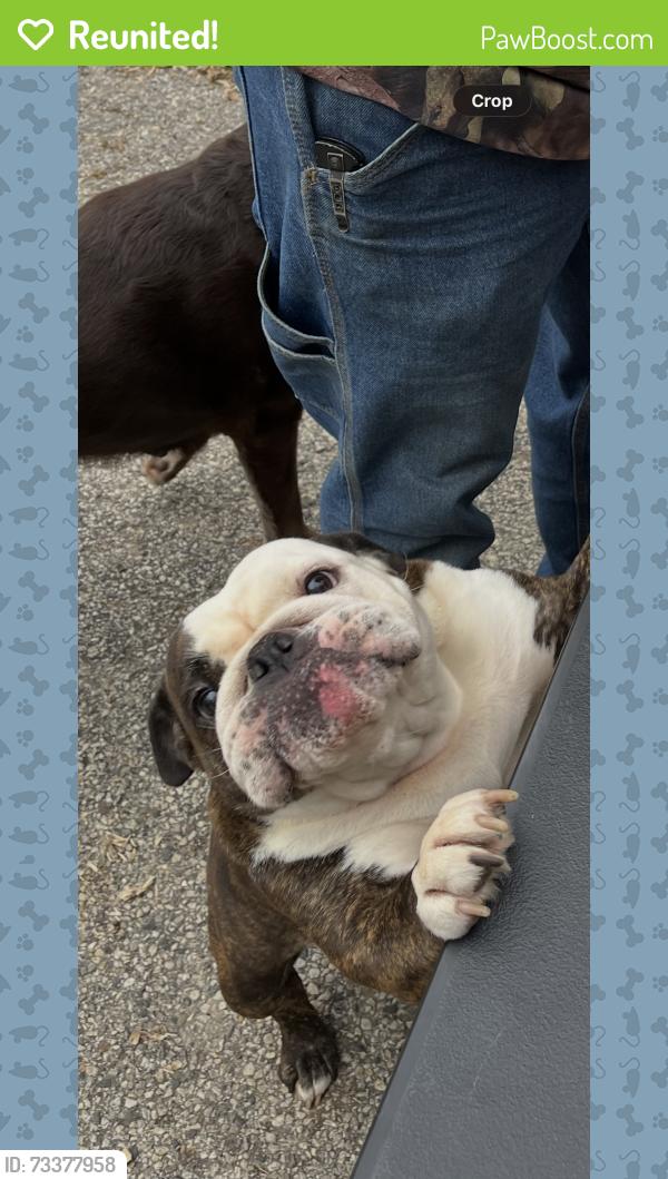 Reunited Female Dog last seen West Caine road and Fairfield, Lake County, IL 60073