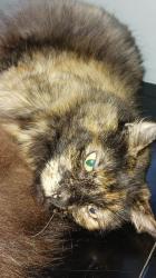 Reunited Female Cat last seen Stone Trail and Stone Island Rd., Deltona, FL 32725