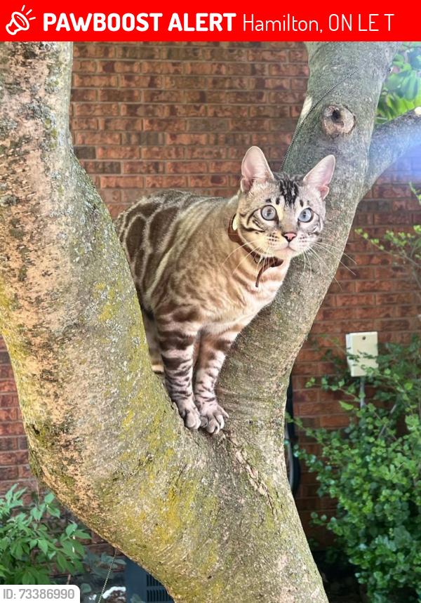 Lost Male Cat last seen Ellington and Hemlock, Hamilton, ON L8E 3T5
