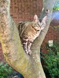 Lost Male Cat last seen Ellington and Hemlock, Hamilton, ON L8E 3T5