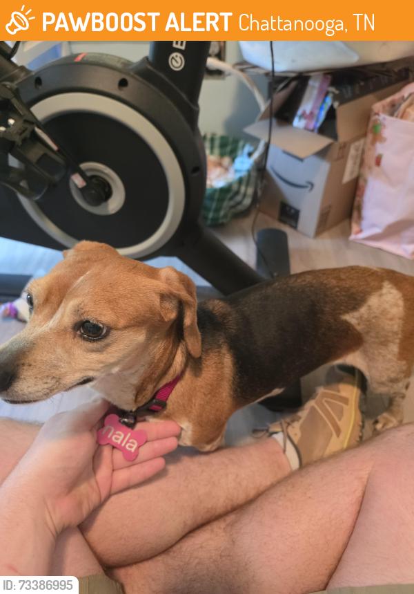 Found/Stray Female Dog last seen Stretchi Farm, Chattanooga, TN 37406