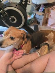Found/Stray Female Dog last seen Stretchi Farm, Chattanooga, TN 37406