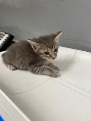 Shelter Stray Male Cat last seen Forest park, 8485 E Reno Ave, Midwest City, OK 73110, USA