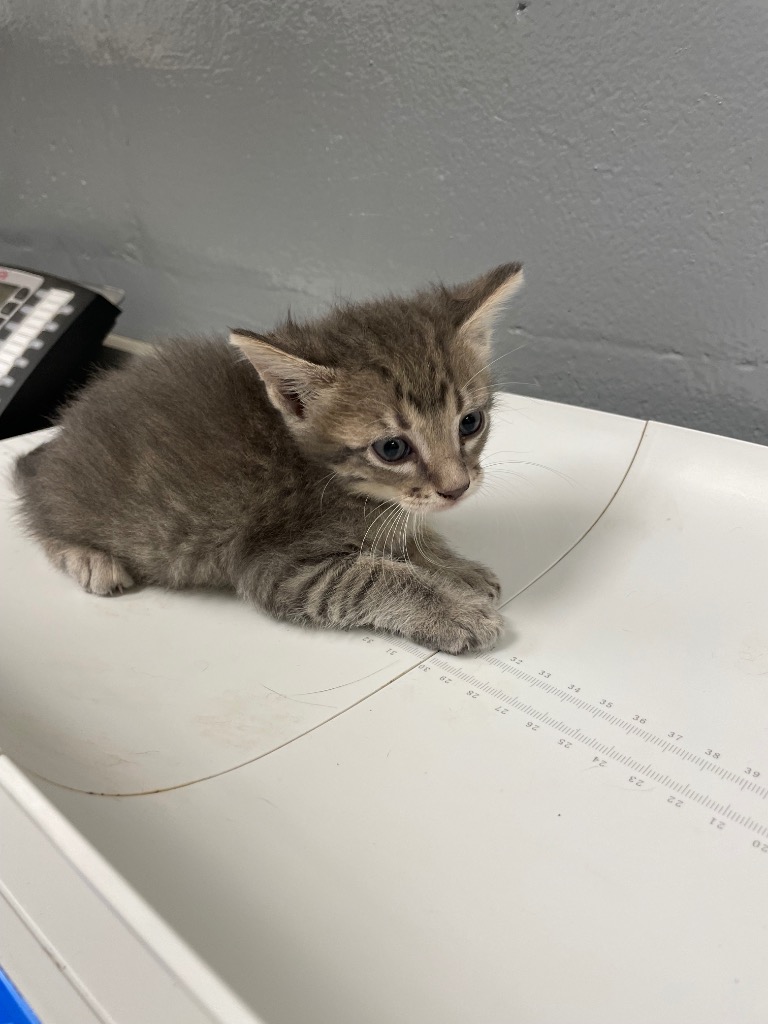 Shelter Stray Male Cat last seen Forest park, 8485 E Reno Ave, Midwest City, OK 73110, USA