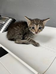 Shelter Stray Male Cat last seen Forest park, 8485 E Reno Ave, Midwest City, OK 73110, USA