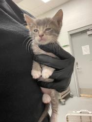 Shelter Stray Male Cat last seen Forest park, 8485 E Reno Ave, Midwest City, OK 73110, USA