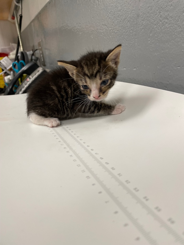Shelter Stray Male Cat last seen Forest park, 8485 E Reno Ave, Midwest City, OK 73110, USA