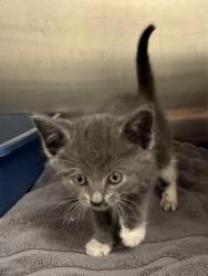 Shelter Stray Male Cat last seen Midwest City, 8485 E Reno Ave, Midwest City, OK 73110, USA