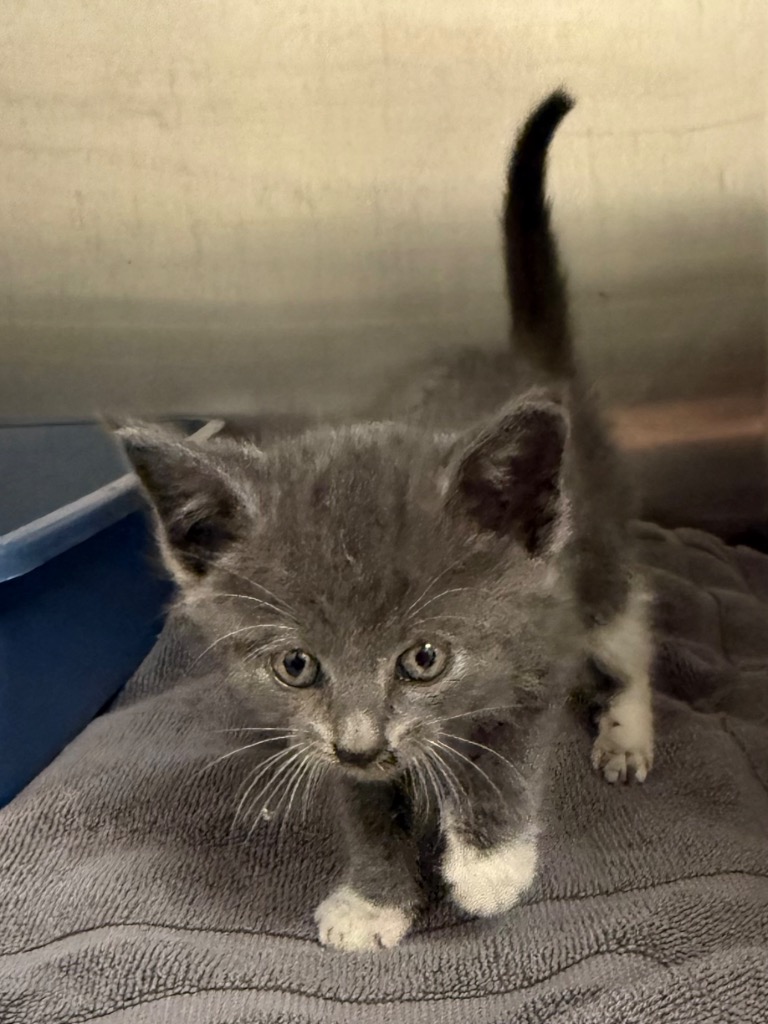 Shelter Stray Male Cat last seen Midwest City, 8485 E Reno Ave, Midwest City, OK 73110, USA