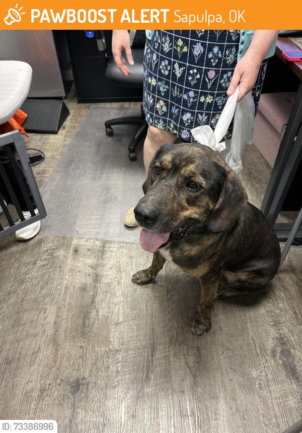 Found/Stray Male Dog last seen West 71st and 33rd street at Covenant Living at Inverness, Sapulpa, OK 74132