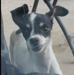 Lost Female Dog last seen Sam Rayburn Drive, Austin, TX 78753