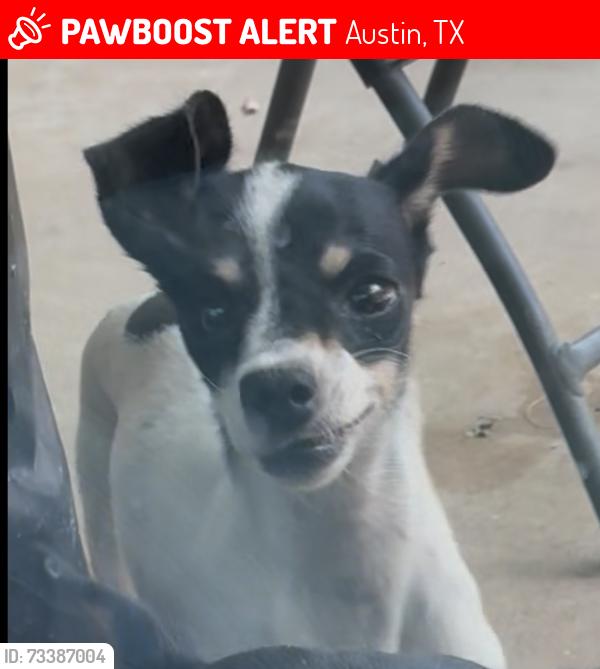 Lost Female Dog last seen Sam Rayburn Drive, Austin, TX 78753