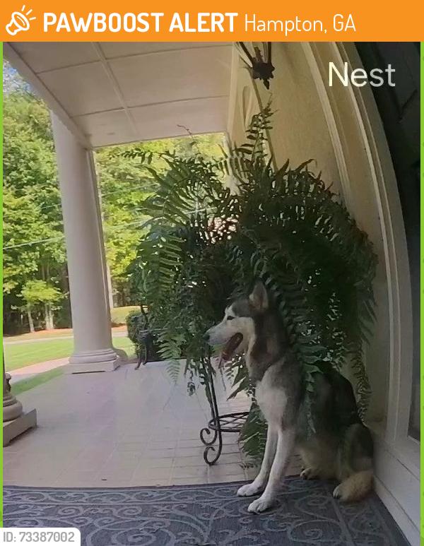 Found/Stray Unknown Dog last seen Panhandle Rd and Hampton Rd, Hampton, GA 30228