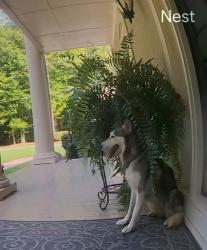 Found/Stray Unknown Dog last seen Panhandle Rd and Hampton Rd, Hampton, GA 30228