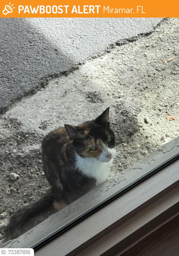 Found/Stray Unknown Cat last seen Pembroke Road, Miramar, FL 33023