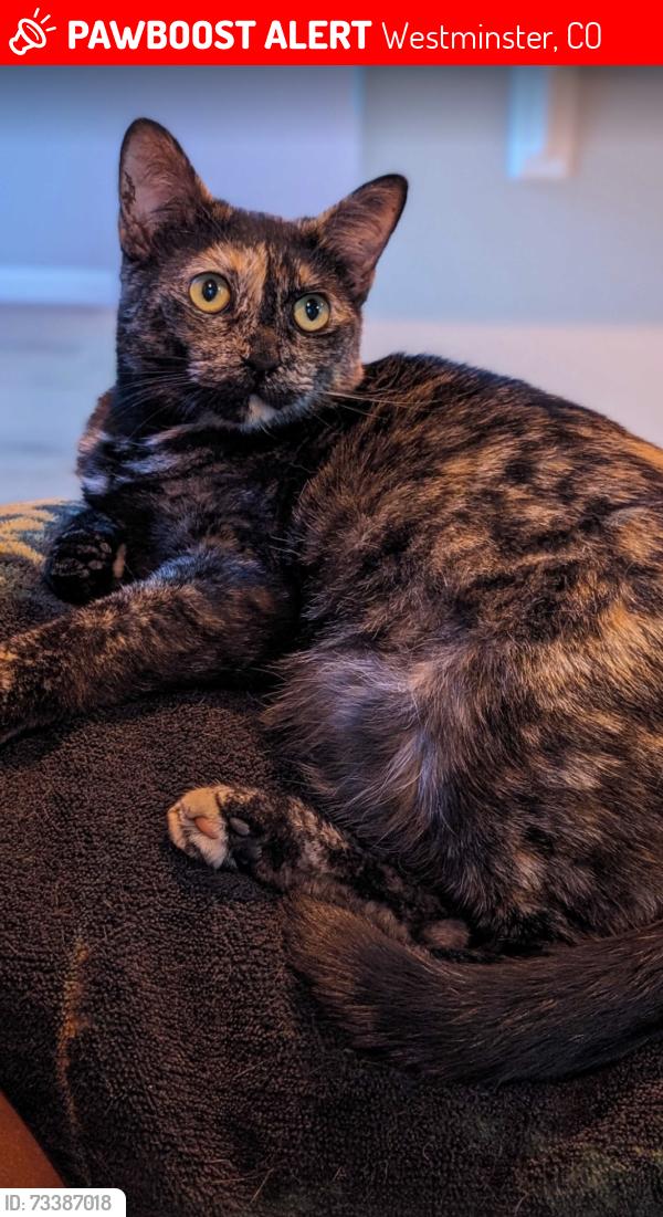 Lost Female Cat last seen W 130th Ave and Huron St, Westminster, CO 80234