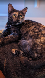 Lost Female Cat last seen W 130th Ave and Huron St, Westminster, CO 80234
