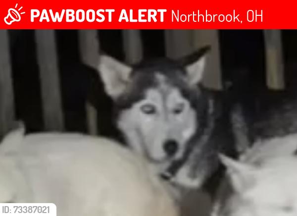 Lost Male Dog last seen Compton, Northbrook, OH 45251