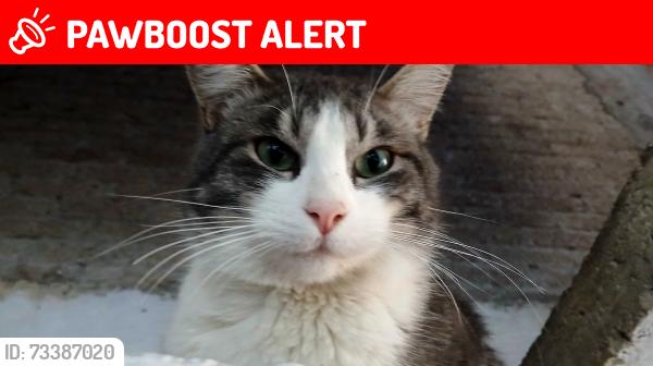 Lost Male Cat last seen En la ciudad de mexico, santa isabel tola, cerca de los arcos, Ciudad de México, CDMX 07010