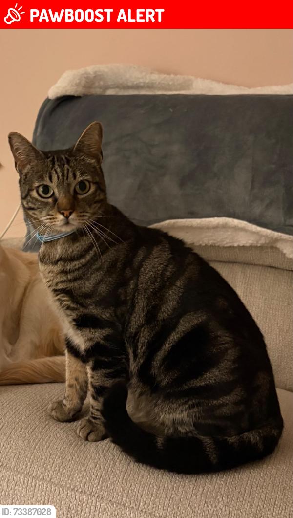 Lost Male Cat last seen Bispham road, Merseyside, England 
