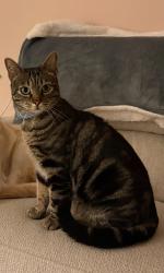 Lost Male Cat last seen Bispham road, Merseyside, England 
