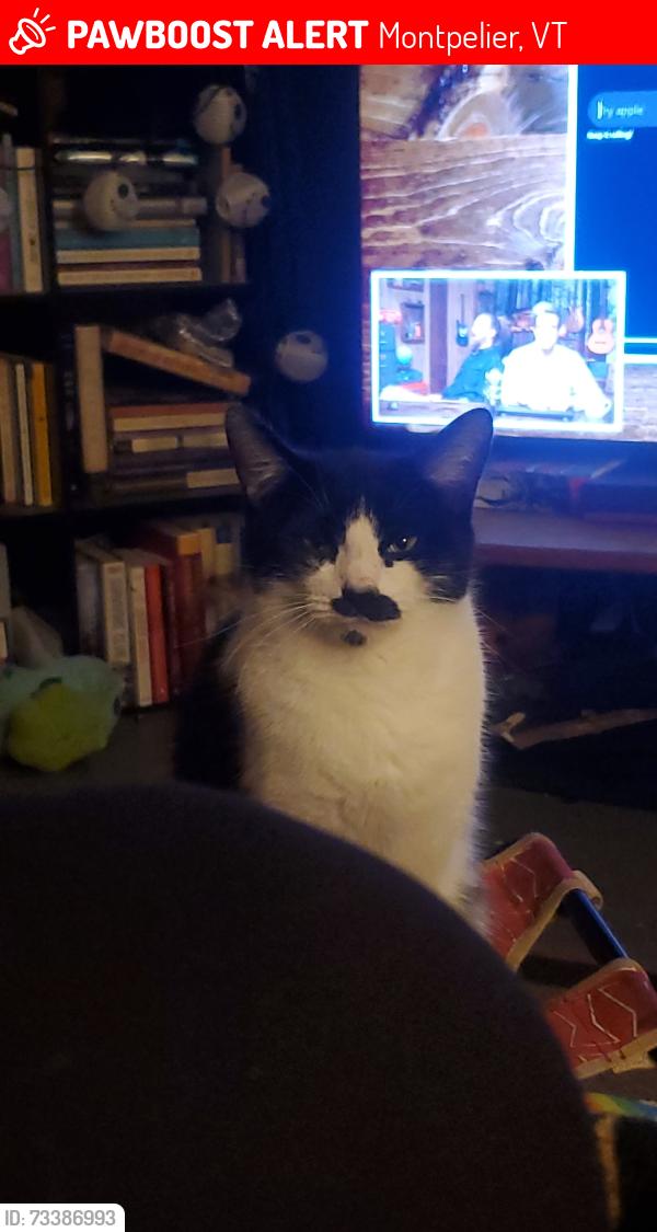 Lost Female Cat last seen The Trading Post, Montpelier, VT 05602