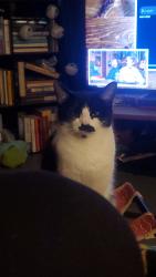 Lost Female Cat last seen The Trading Post, Montpelier, VT 05602
