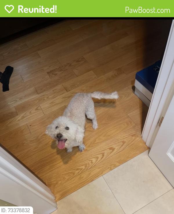 Reunited Female Dog last seen Via Arriba, San Lorenzo, CA 94580