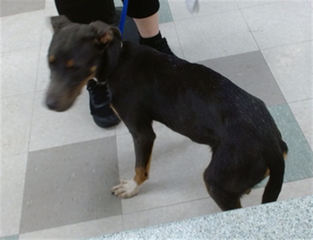 Shelter Stray Female Dog last seen , 2811 SE 29th St, Oklahoma City, OK 73129, USA