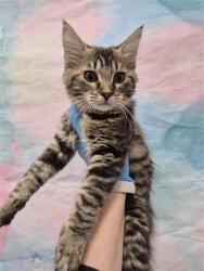 Shelter Stray Female Cat last seen WATERMAN RD / ELK GROVE BLVD, 9150 Union Park Way, Elk Grove, CA 95624, USA