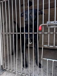 Shelter Stray Unknown Dog last seen Near BLOCK SW 33RD ST, 2811 SE 29th St, Oklahoma City, OK 73129, USA