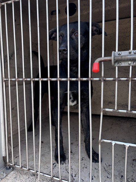 Shelter Stray Unknown Dog last seen Near BLOCK SW 33RD ST, 2811 SE 29th St, Oklahoma City, OK 73129, USA