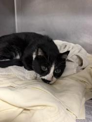 Shelter Stray Male Cat last seen , West Valley Animal Shelter, 20655 Plummer St, Chatsworth, CA 91311, USA